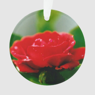 Rose rouge du matin recouverte de gouttes de rosée