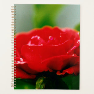Rose rouge du matin recouverte de gouttes de rosée