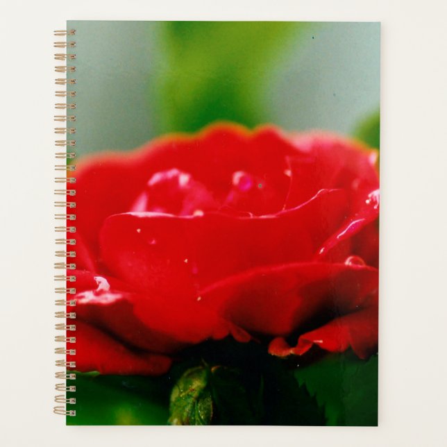 Rose rouge du matin recouverte de gouttes de rosée (Devant)
