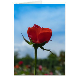 Rose rouge et ciel bleu unique