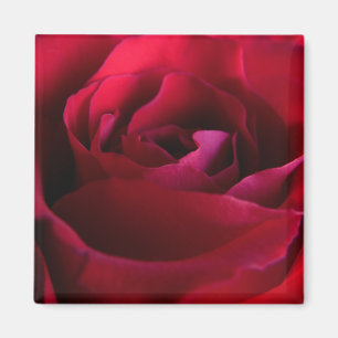 Rose rouge Magnet Rose rose cadeaux Keepsaké Décor