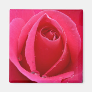 Rose rouge Magnet Rose rose cadeaux Keepsaké Décor