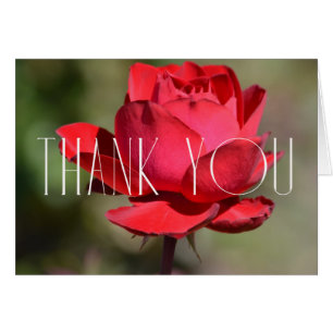 Rose rouge Merci floral
