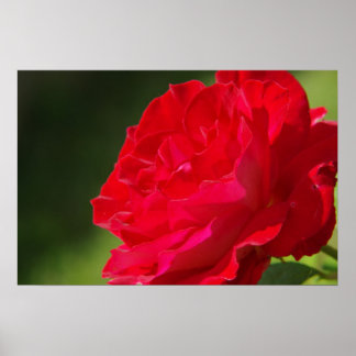 Rose rouge - Poster