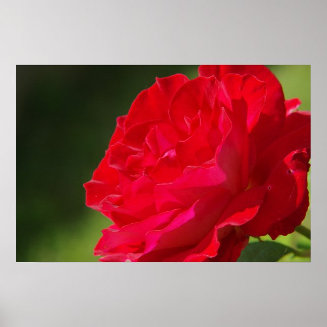 Rose rouge - Poster (Devant)