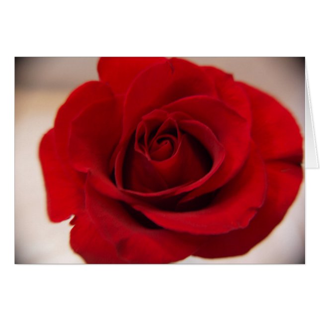 Rose rouge près (Devant horizontal)