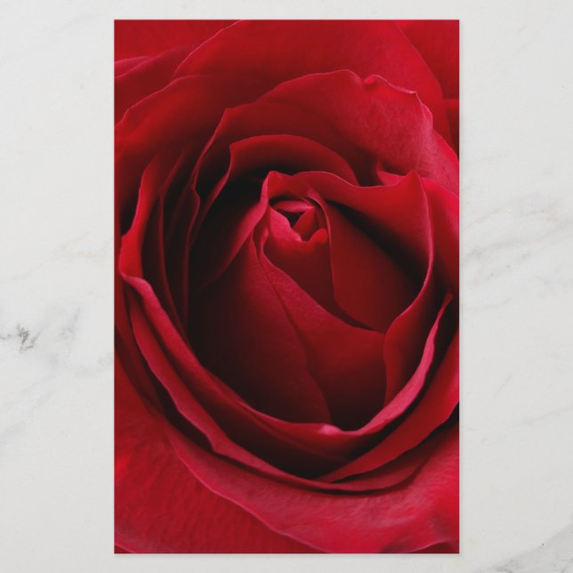 rose rouge profonde (Devant)