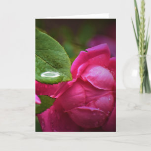 Rose rouge & Raindrops, carte