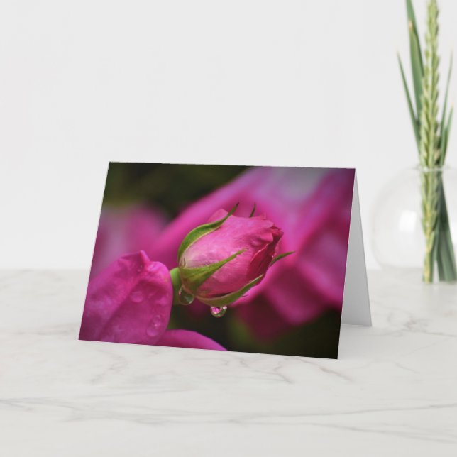 Rose rouge & Raindrops, carte (Devant)