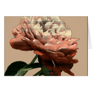 Rose rouge rubis aux accents blancs