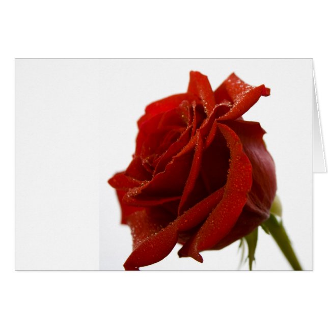 Rose rouge simple avec des baisses de rosée (Devant horizontal)