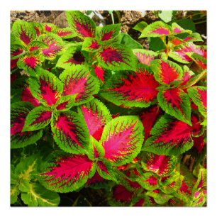 Rose Rouge Vert Coleus Fleur Poster Parfait