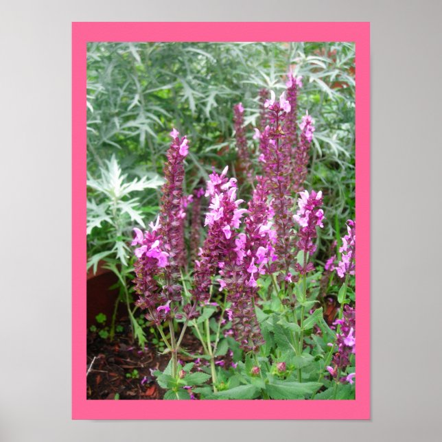 ROSE SALVIA ET ARTEMESIA POSTER (Devant)
