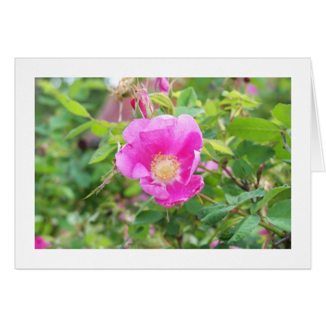 Rose sauvage (Devant horizontal)
