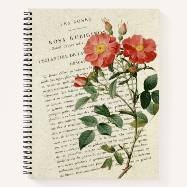 Rose sauvage Eglantine : Un Carnet botanique Vinta (Devant)