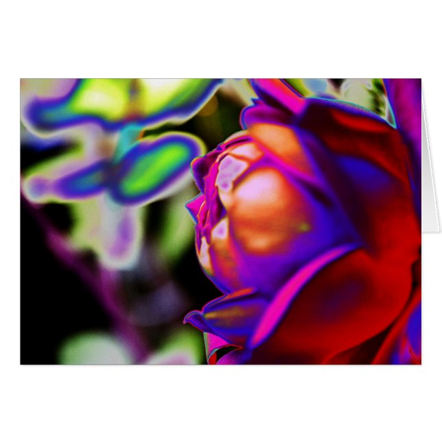 Rose solarifié par Shirley Taylor (Devant horizontal)