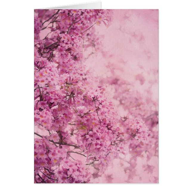 Rose sur le rose (Devant)