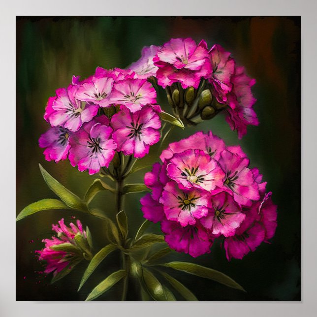 Rose Sweet William Flower Art Imprimer Poster (Devant)