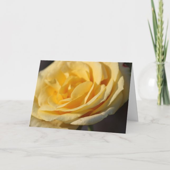 Rose Toutes les occasions Cartes de voeux (Devant)