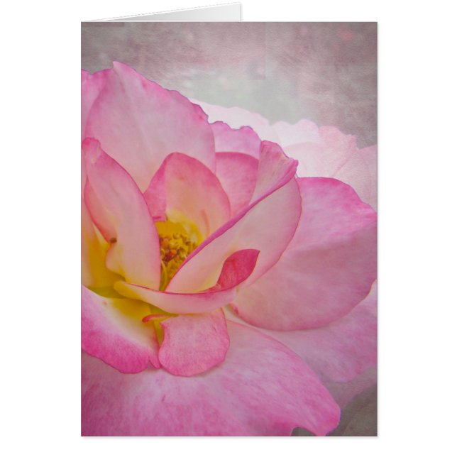Rose victorien rose (Devant)