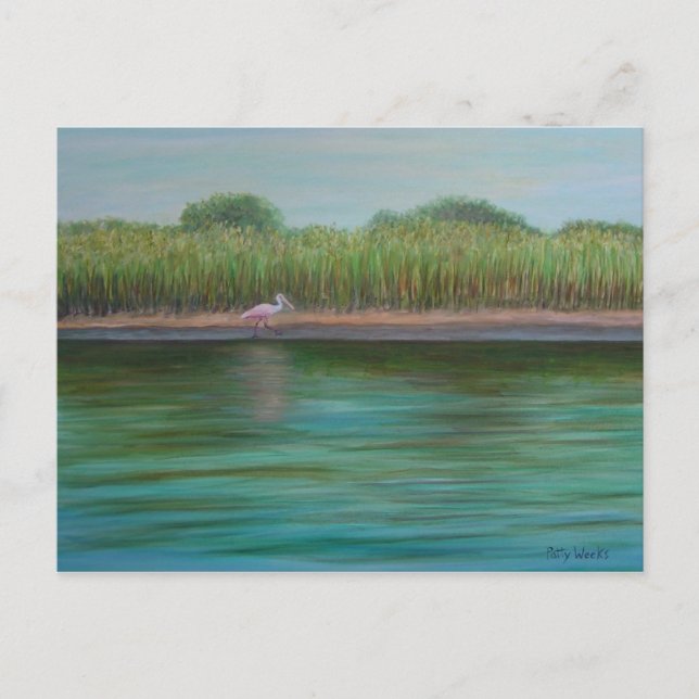 ROSEATE SPOONBILL SUR EAST CREEK Carte postale (Devant)