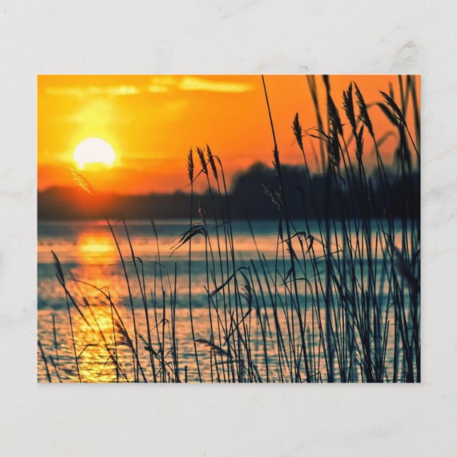 Roseaux en arrière-plan de scrapbook au coucher du (Devant)