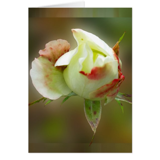 rosebud brillant (Devant)