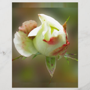 rosebud brillant
