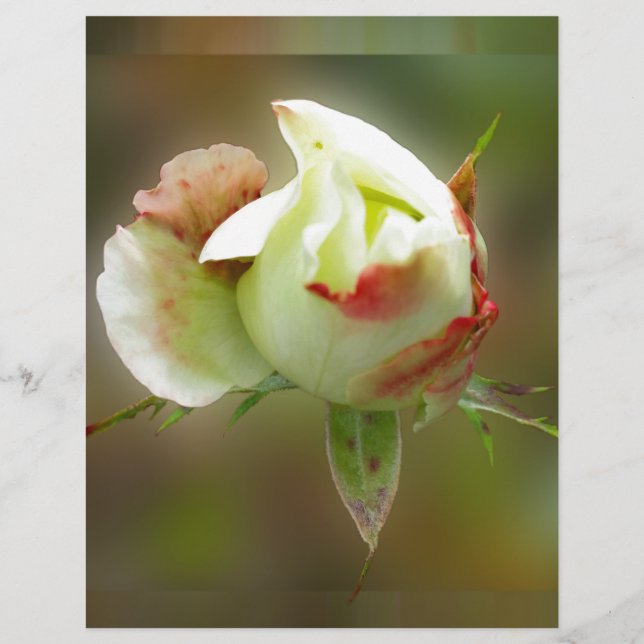 rosebud brillant (Devant)