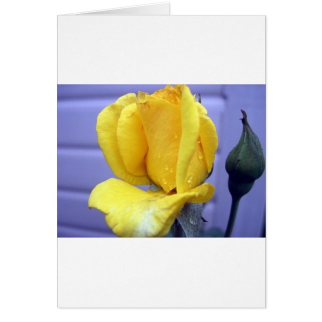 Rosebud jaune (Devant)