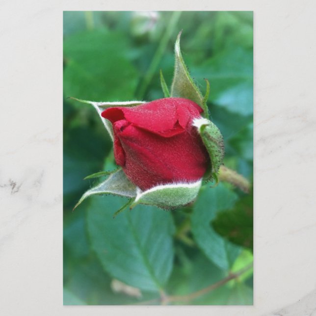 rosebud rouge (Devant)