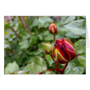 rosebud sous la pluie
