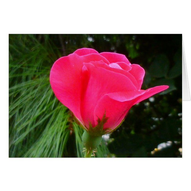 Rosebud sur Green (Devant horizontal)