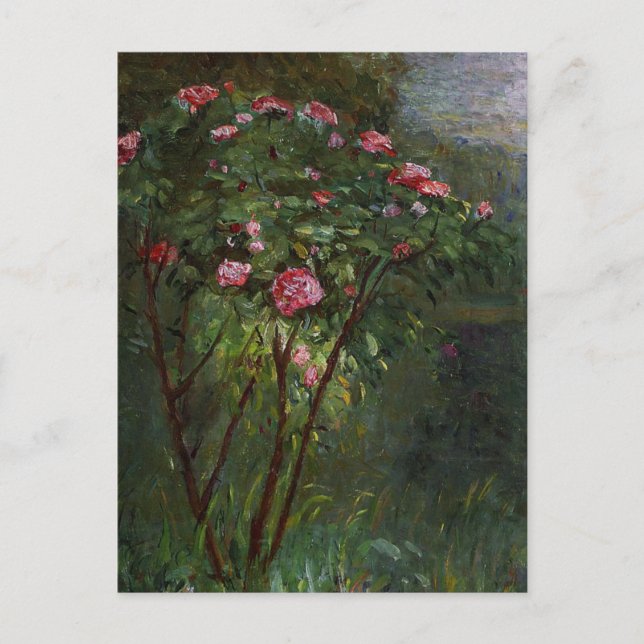 Rosebush en fleurs par carte postale Caillebotte (Devant)