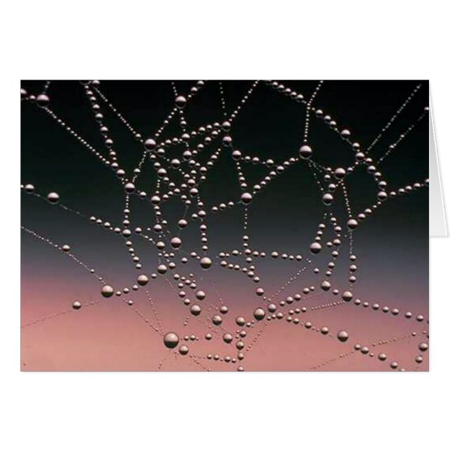 Rosée de matin (Devant horizontal)