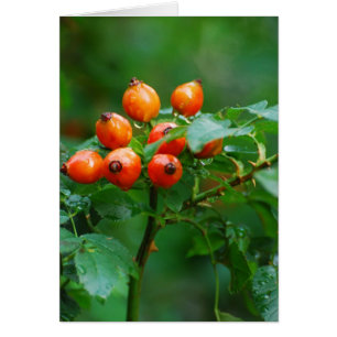 Rosehip après la pluie