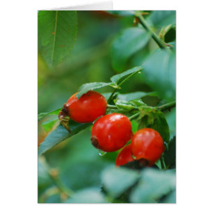 Rosehip après la pluie 4