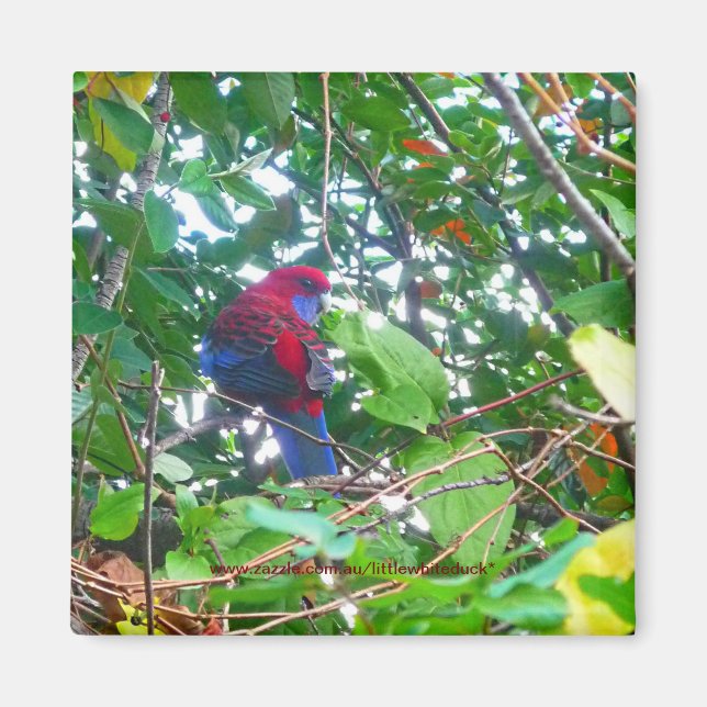 Rosella est à Cotonou - Magnet (Devant)
