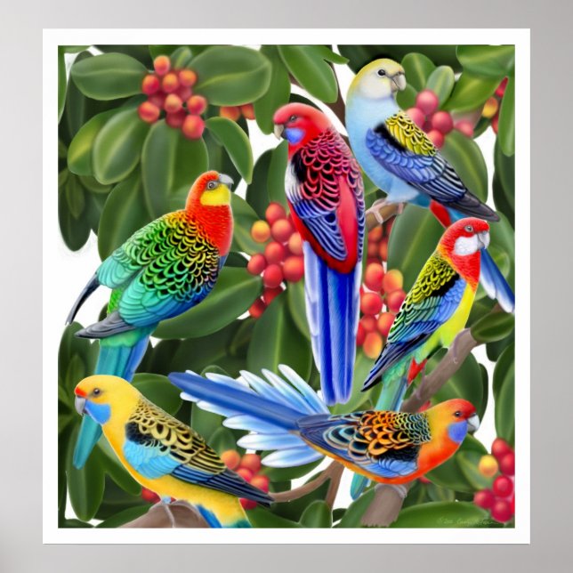 Rosella Parrots dans l'arbre des figues Impression (Devant)