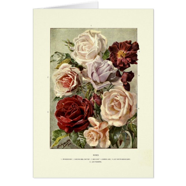 Roses (Devant)