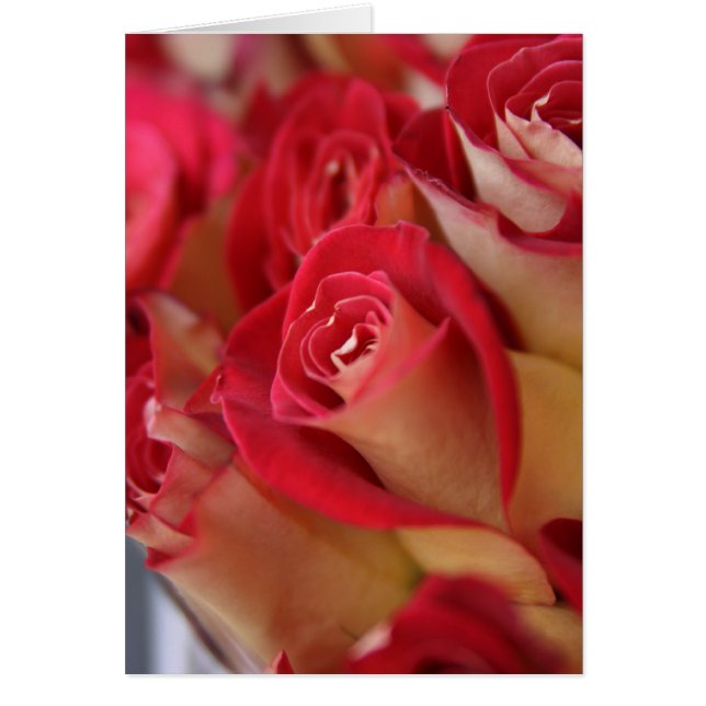 Roses à New York (Devant)