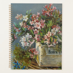 Roses alpins dans une boîte à fenêtre - Andreas La
