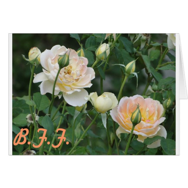 Roses B.F.F. (Devant horizontal)