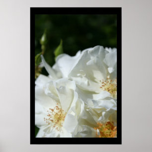 Roses Blanches Sauvages 3 Poster photo Floral