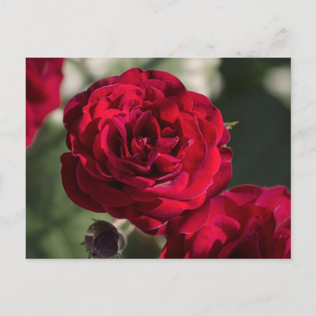 Roses Carte Postale - Rayonnement Velouté (Devant)