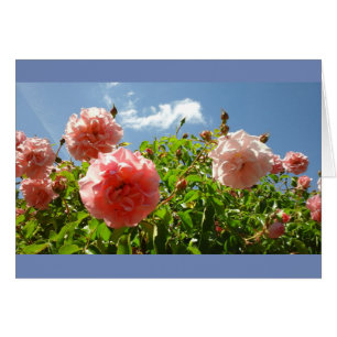Roses dans le jardin de Monet