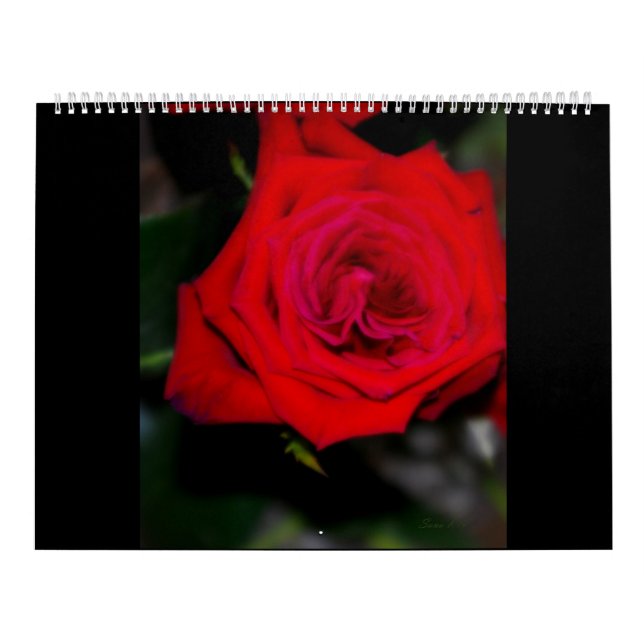 ROSES de calendrier (Protection)