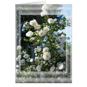 Roses de milieu de l'été