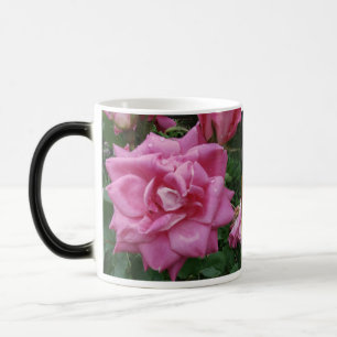 Roses de tasse d'amitié et d'amour