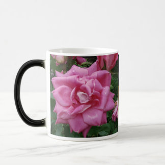 Roses de tasse d'amitié et d'amour